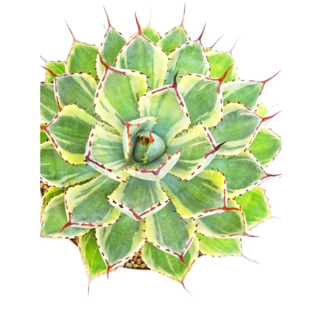 アガベ 吉祥冠 クリーム覆輪中縞斑 Agave s...