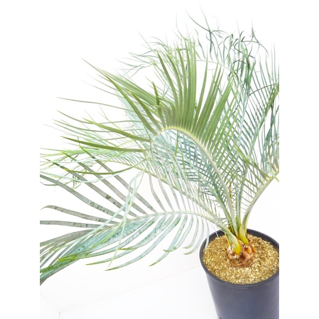 マクロザミア マクドンネリー Macrozamia m...