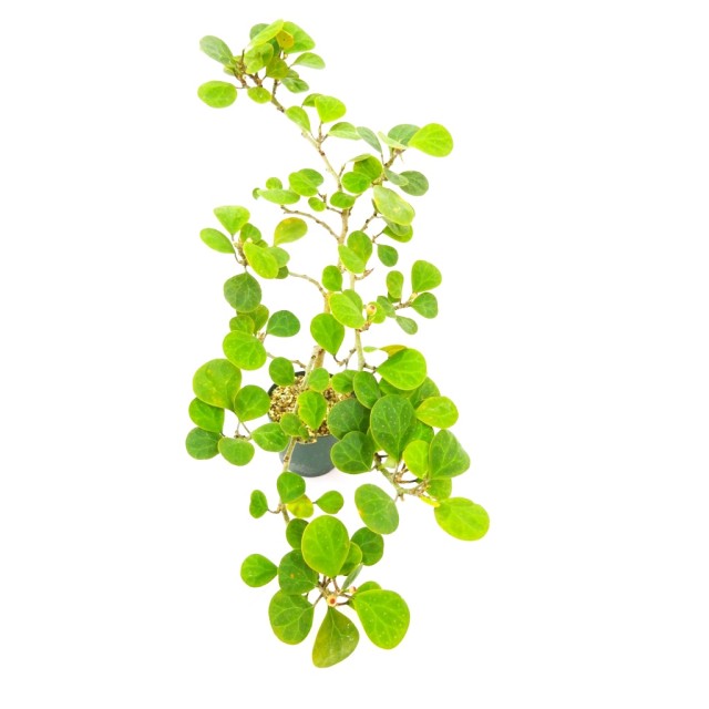 フィカス 小判菩提樹 Ficus deltoidea