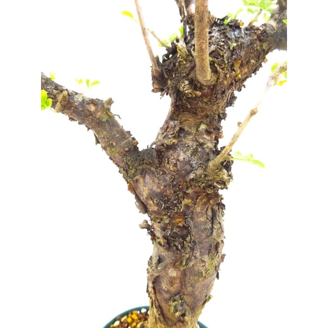 コミフォラ ボラネンシス Commiphora boran...
