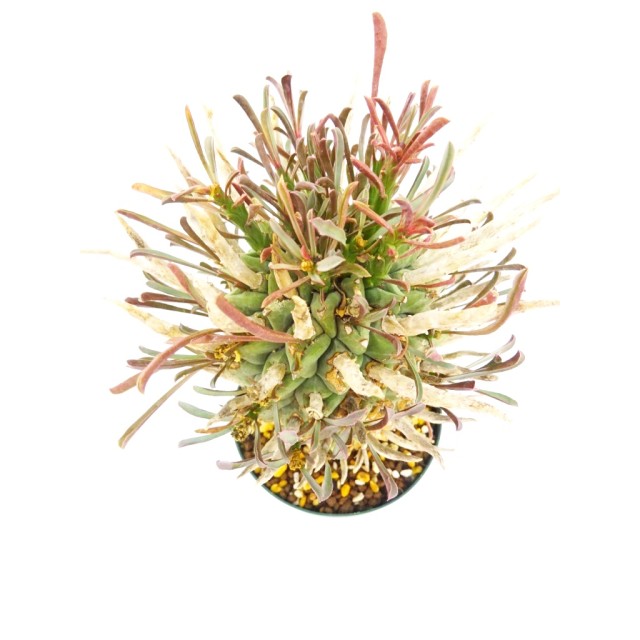 ユーフォルビア 闘牛角 Euphorbia schoenla...