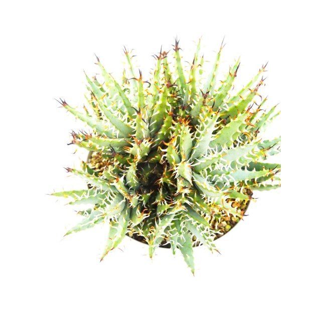 アロエ エリナケア Aloe erinacea