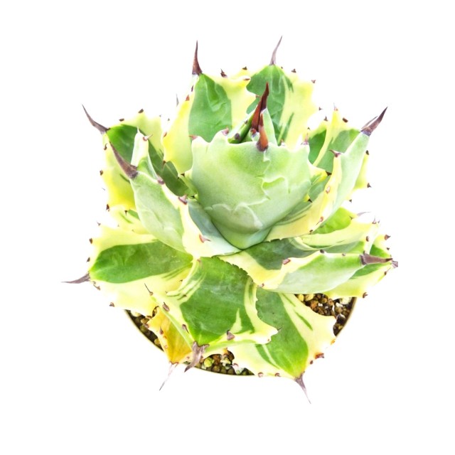 アガベ アトミックゴールド Agave isthmens...