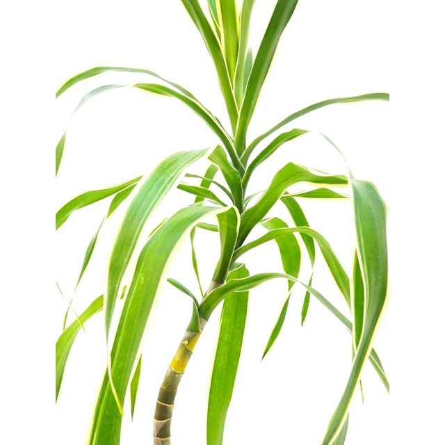 ドラセナ ホノリア Dracaena angustifolia...