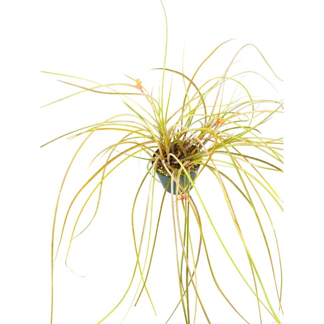 松笠アナナス Acanthostachys strobilacea