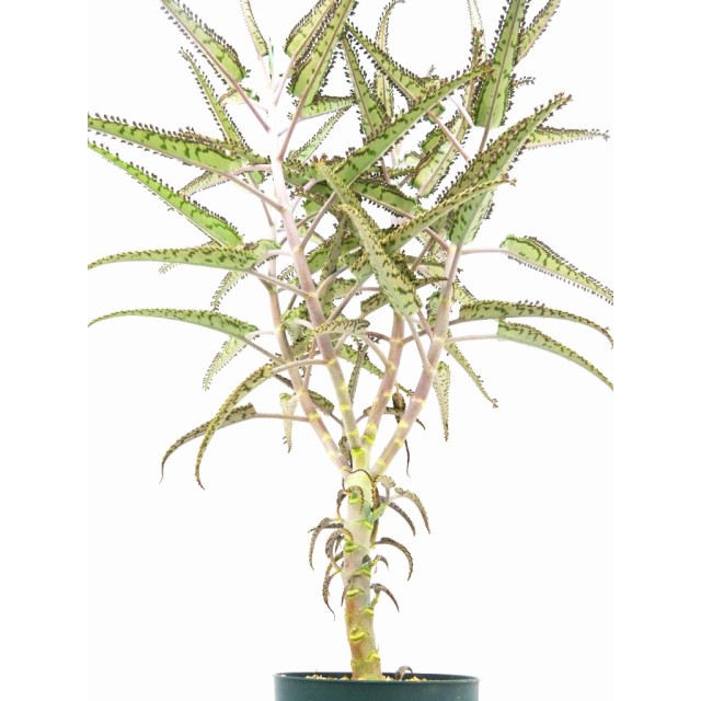カランコエ 錣弁慶 細葉 Kalanchoe daigrem...