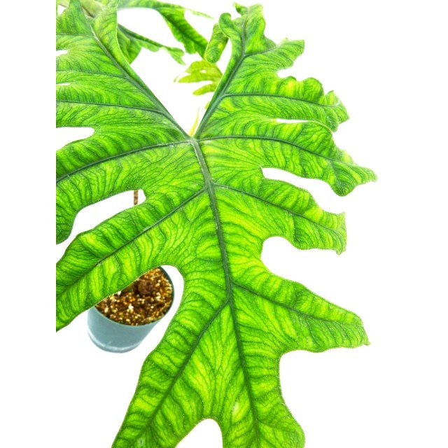 アローカシア タンドゥルーサ Alocasia tan...