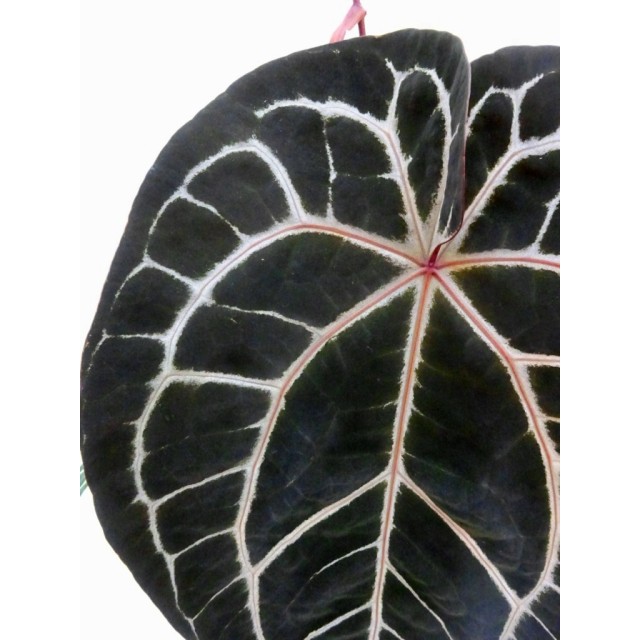 アンスリウム ミシェル Anthurium 'Michell...