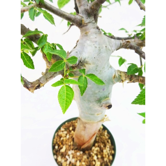 コミフォラ ホルトジアーナ Commiphora  ho...